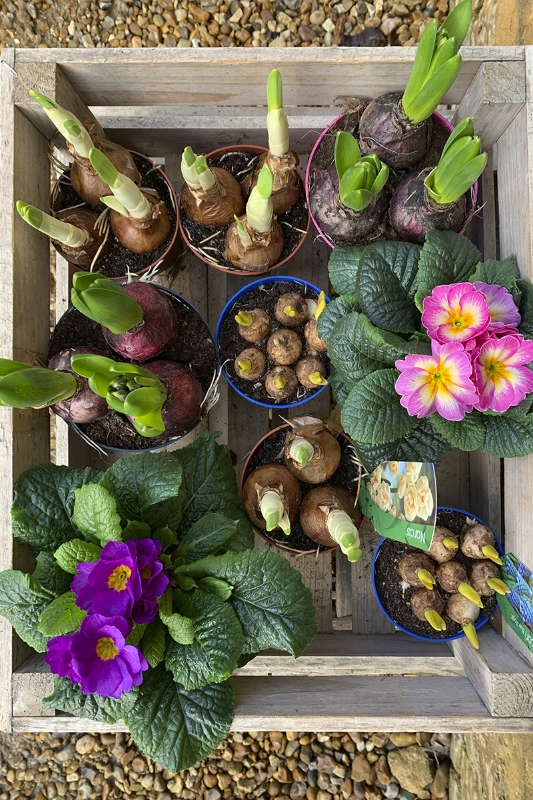 Spring Bulbs and Plants