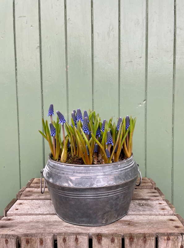 Mother's Day Muscari Planter