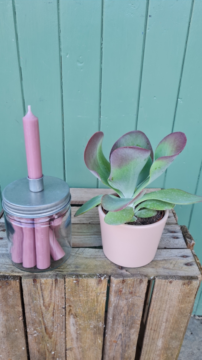 Desert Rose Plant and Candle Gift