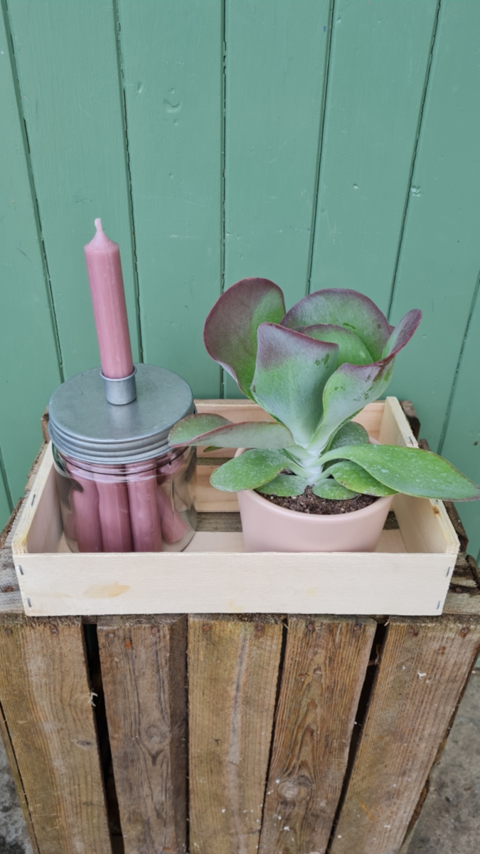 Desert Rose Plant and Candle Gift