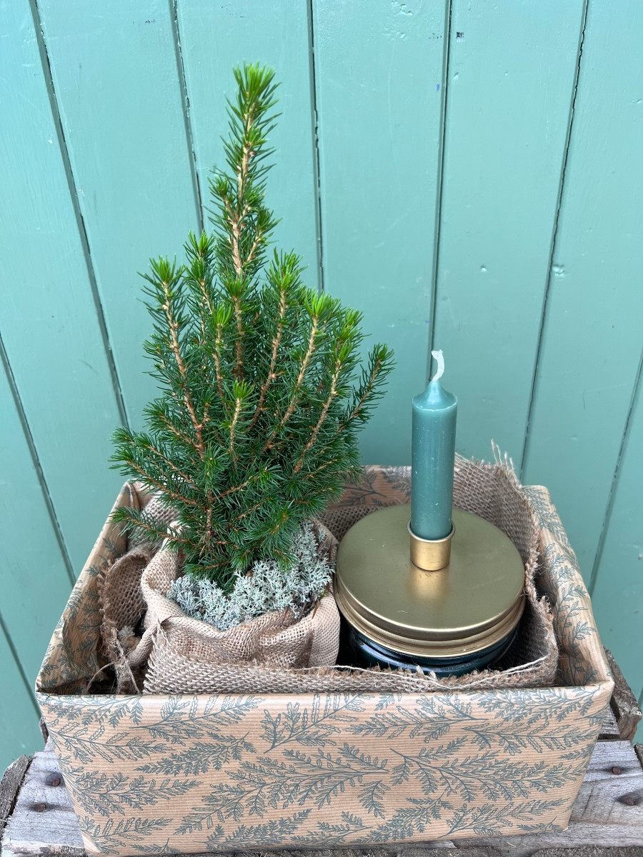 Mini Christmas Tree and Candle Holder With Candles