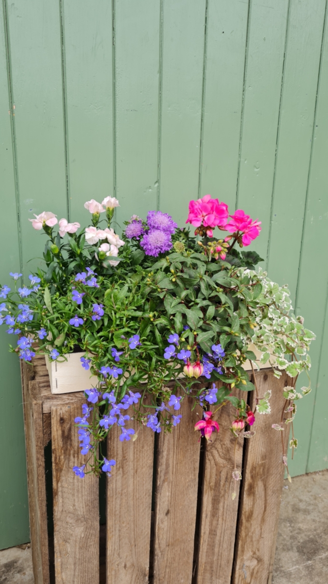 Box of mixed Summer Plants