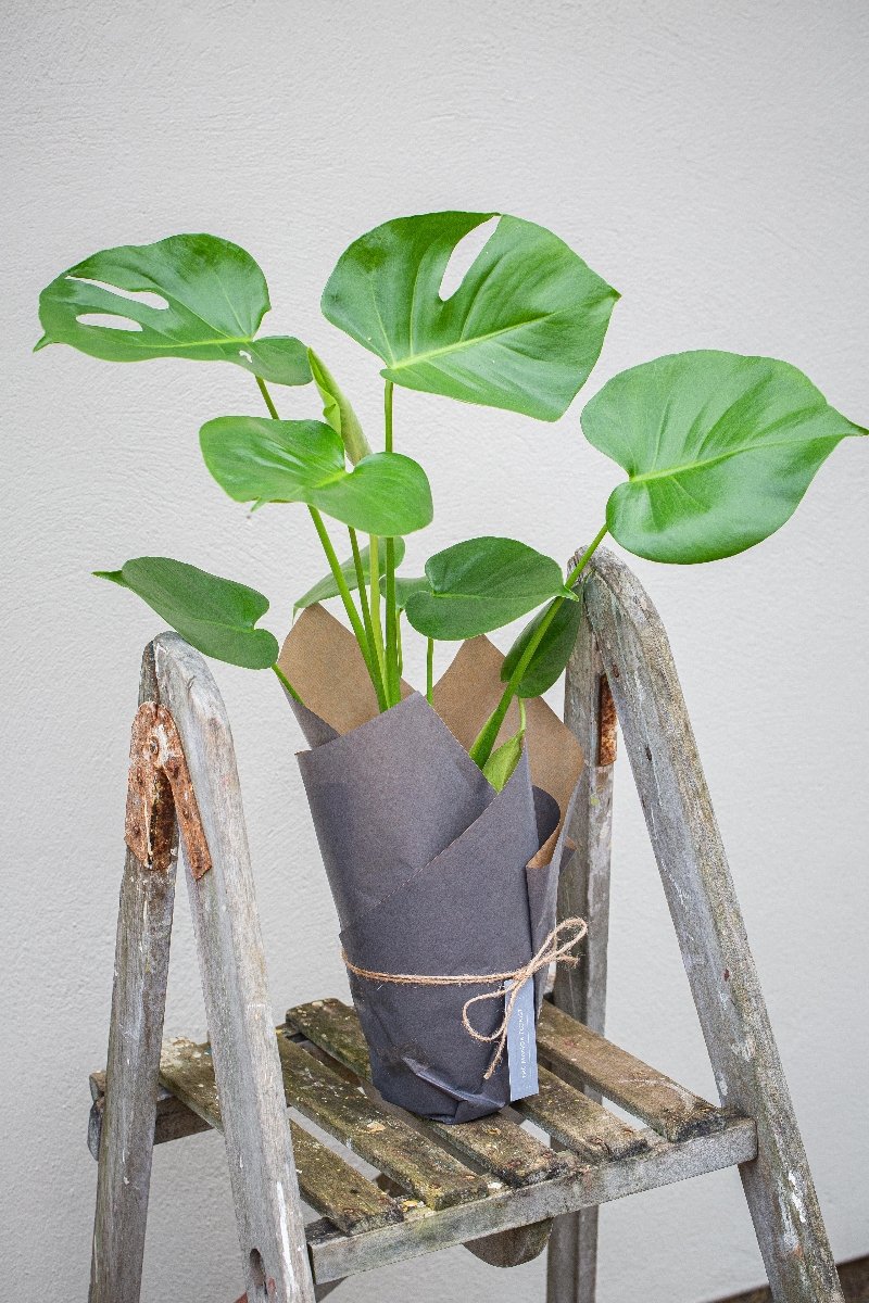 Monstera Plant