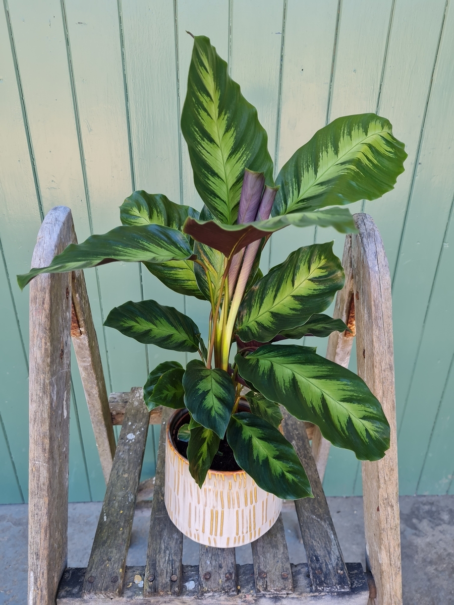 Calathea Plant In Pot