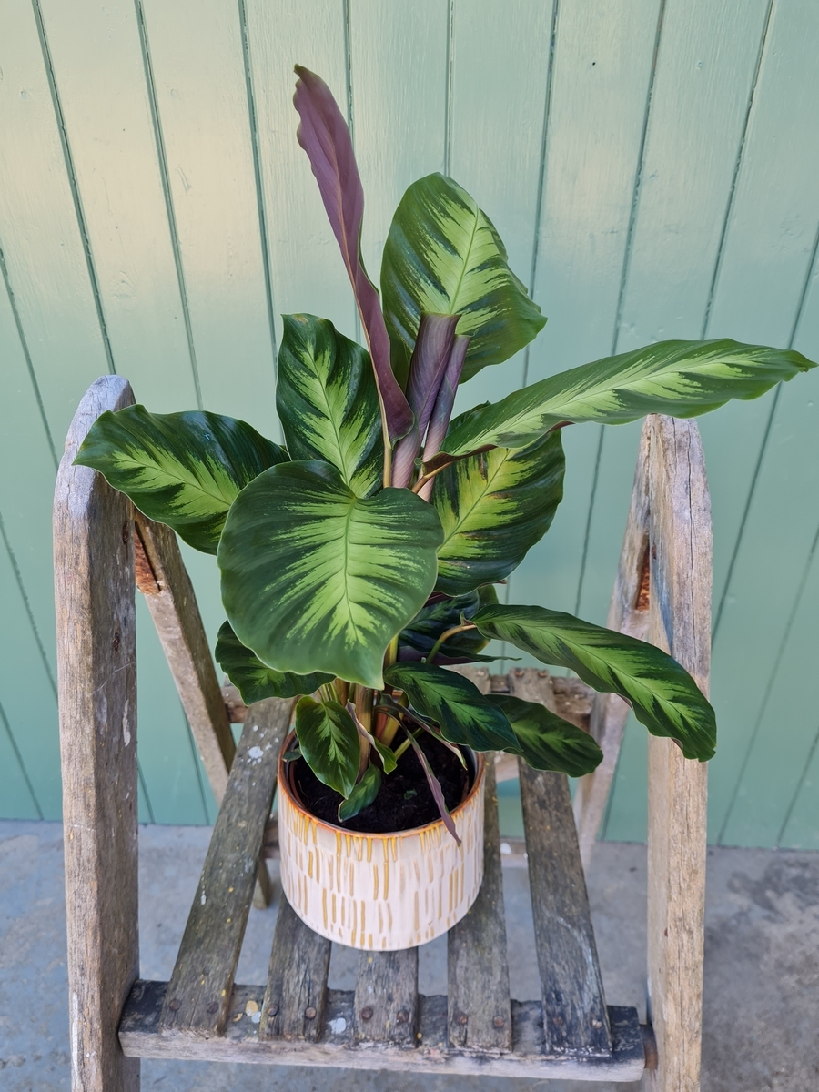 Calathea Plant In Pot