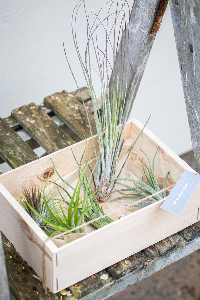 Set of Air Plants