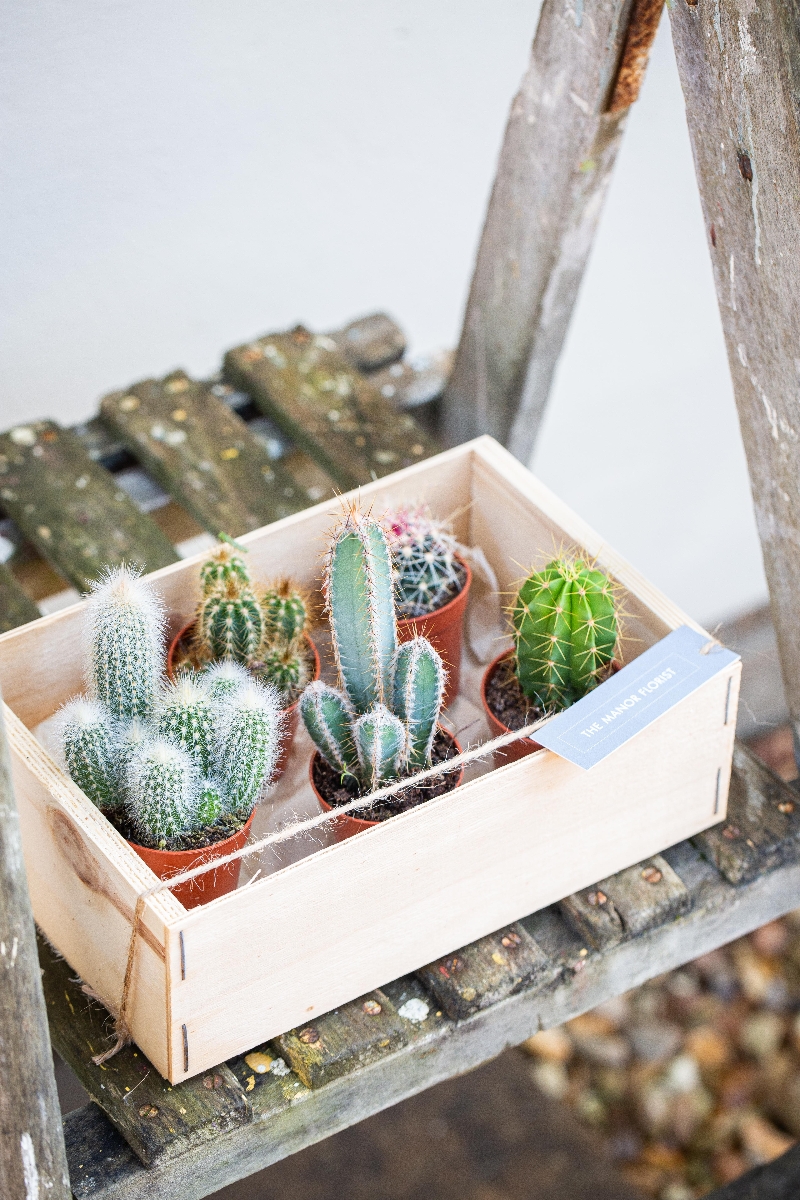 Set of Cacti