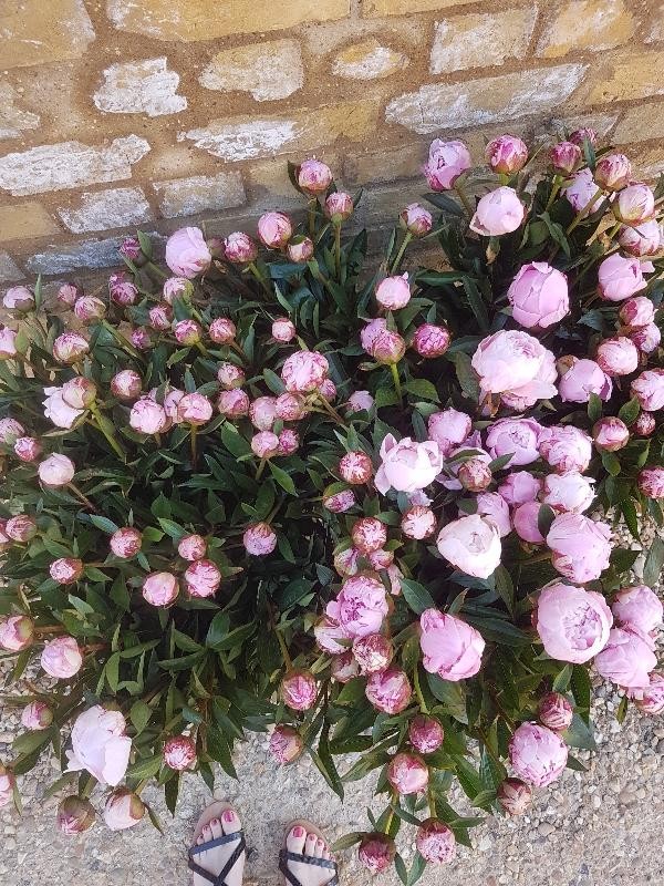 Simply Peonies