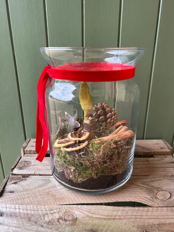 Red Amaryllis Planted Vase