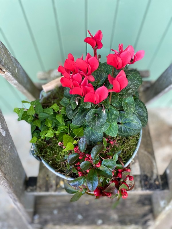 Red Christmas Planter
