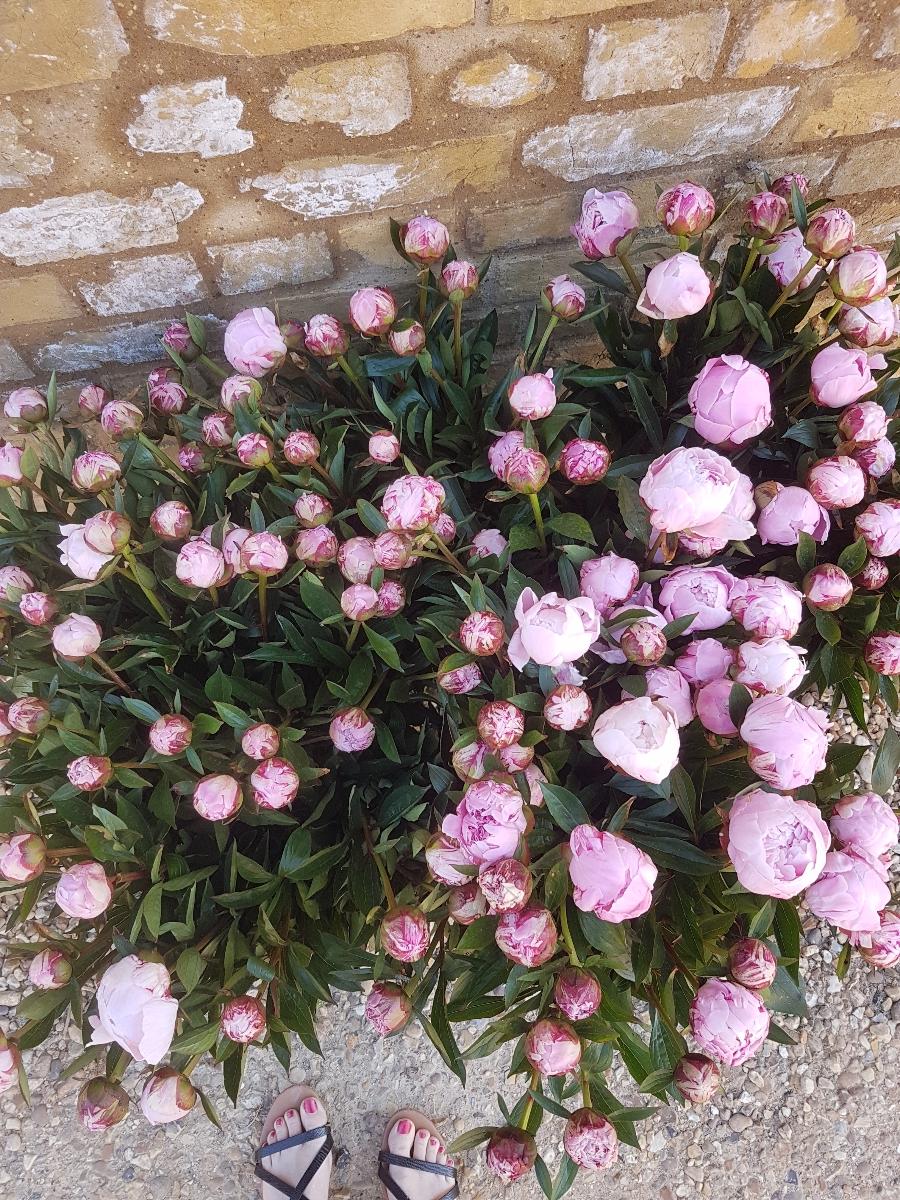 Simply Peonies