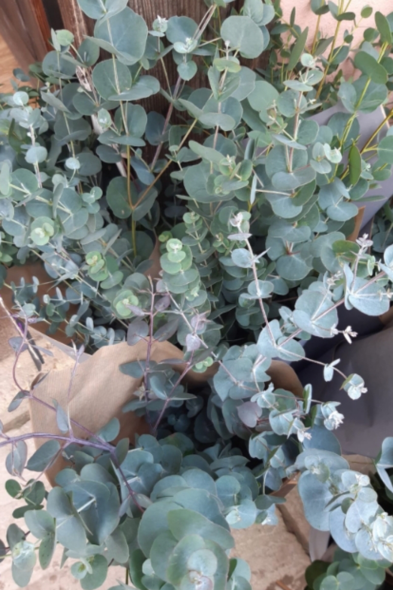 Fresh Eucalyptus Foliage Bunch