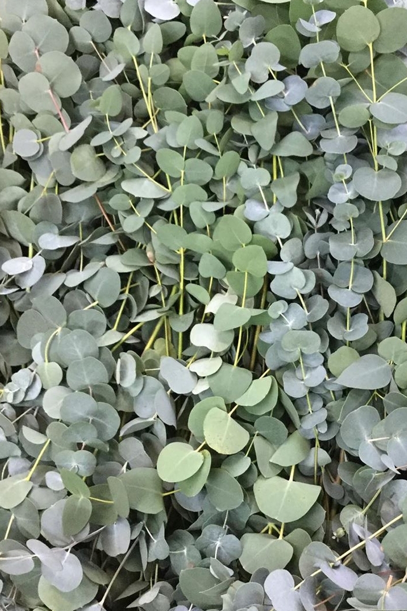 Fresh Eucalyptus Foliage Bunch