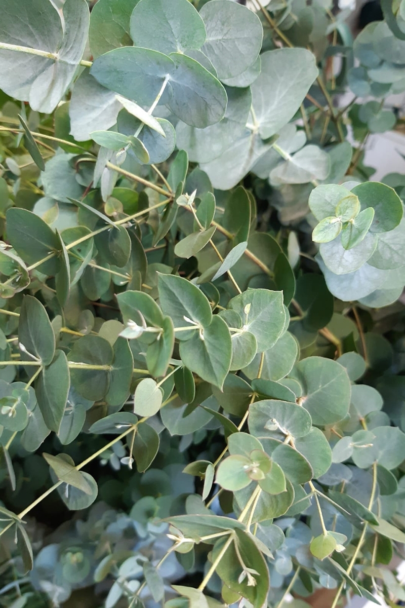 Fresh Eucalyptus Foliage Bunch