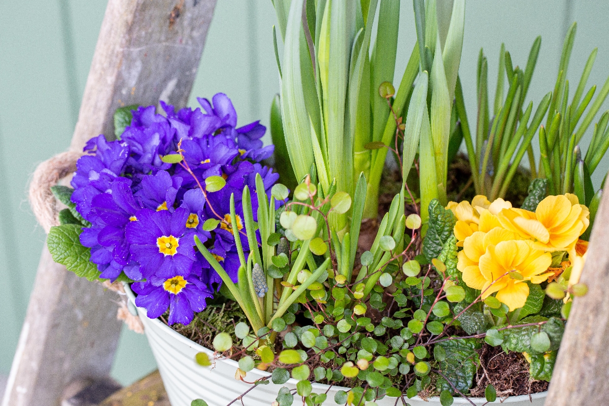 Large Spring Planter